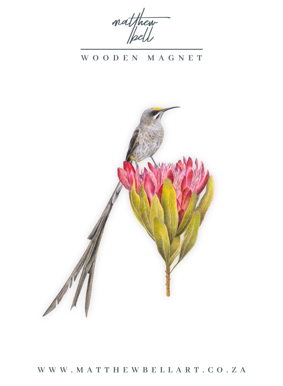 Cape Sugarbird Magnet - CPSB
