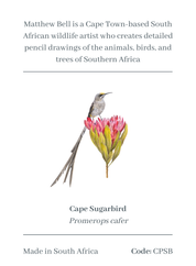 Cape Sugarbird Magnet - CPSB