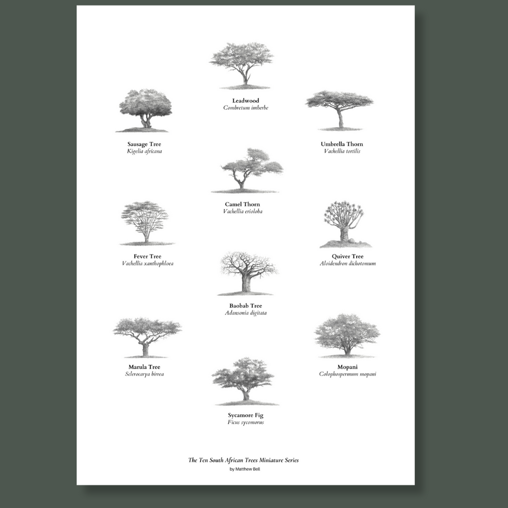 South African Trees poster artwork