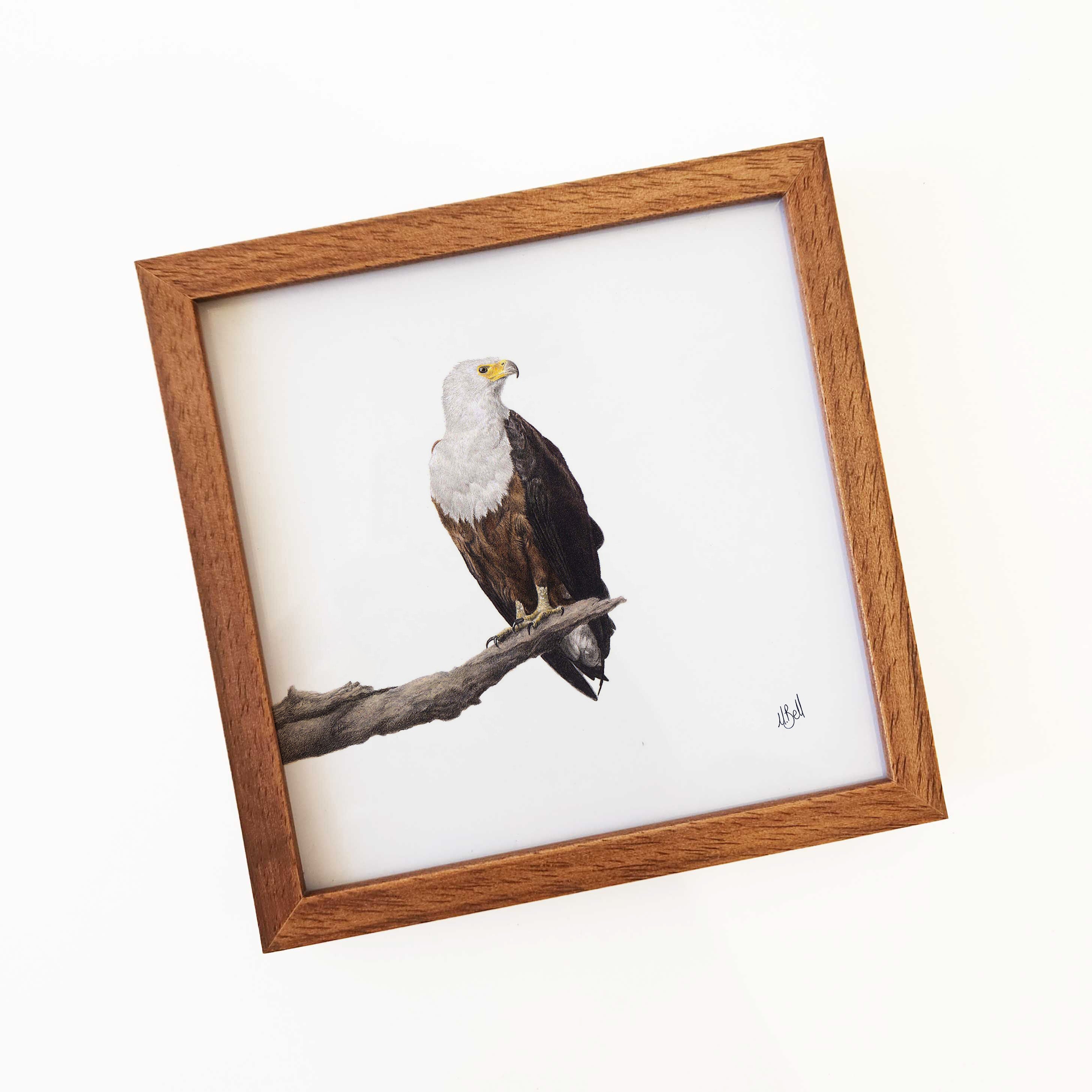 Kiaat wood framed miniature artwork of a African Fish Eagle, part of wildlife artist Matthew Bell's birds of South Africa gallery
