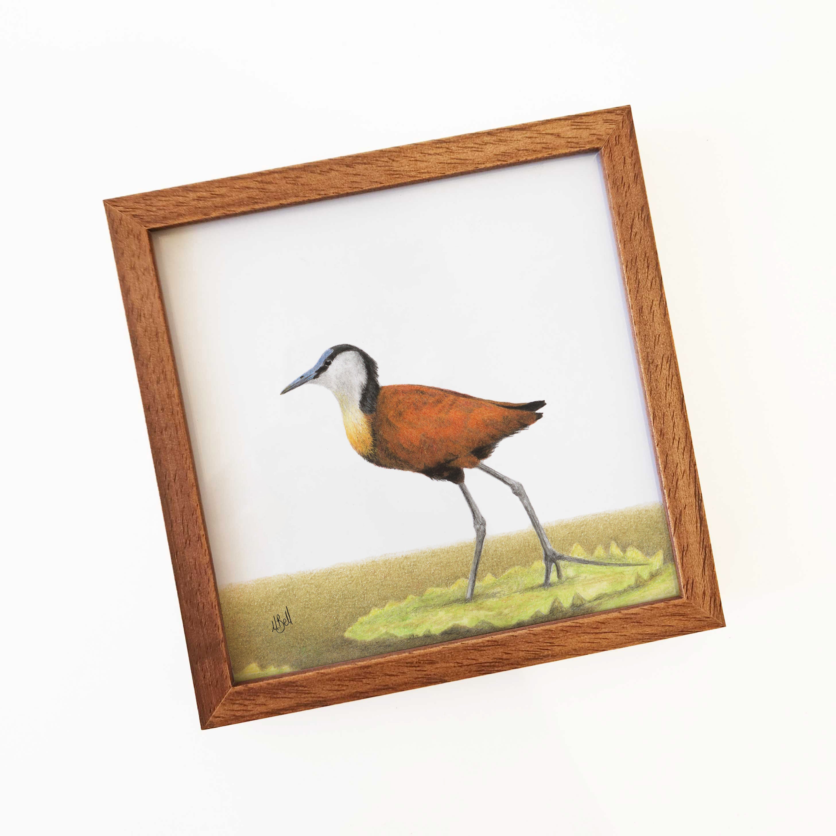 Kiaat wood framed miniature artwork of a African Jacana, part of wildlife artist Matthew Bell's birds of South Africa gallery