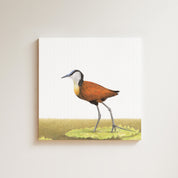 African Jacana drawing on canvas by South African wildlife artist Matthew Bell