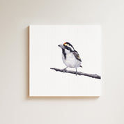 Acacia Pied Barbet drawing on canvas by South African wildlife artist Matthew Bell