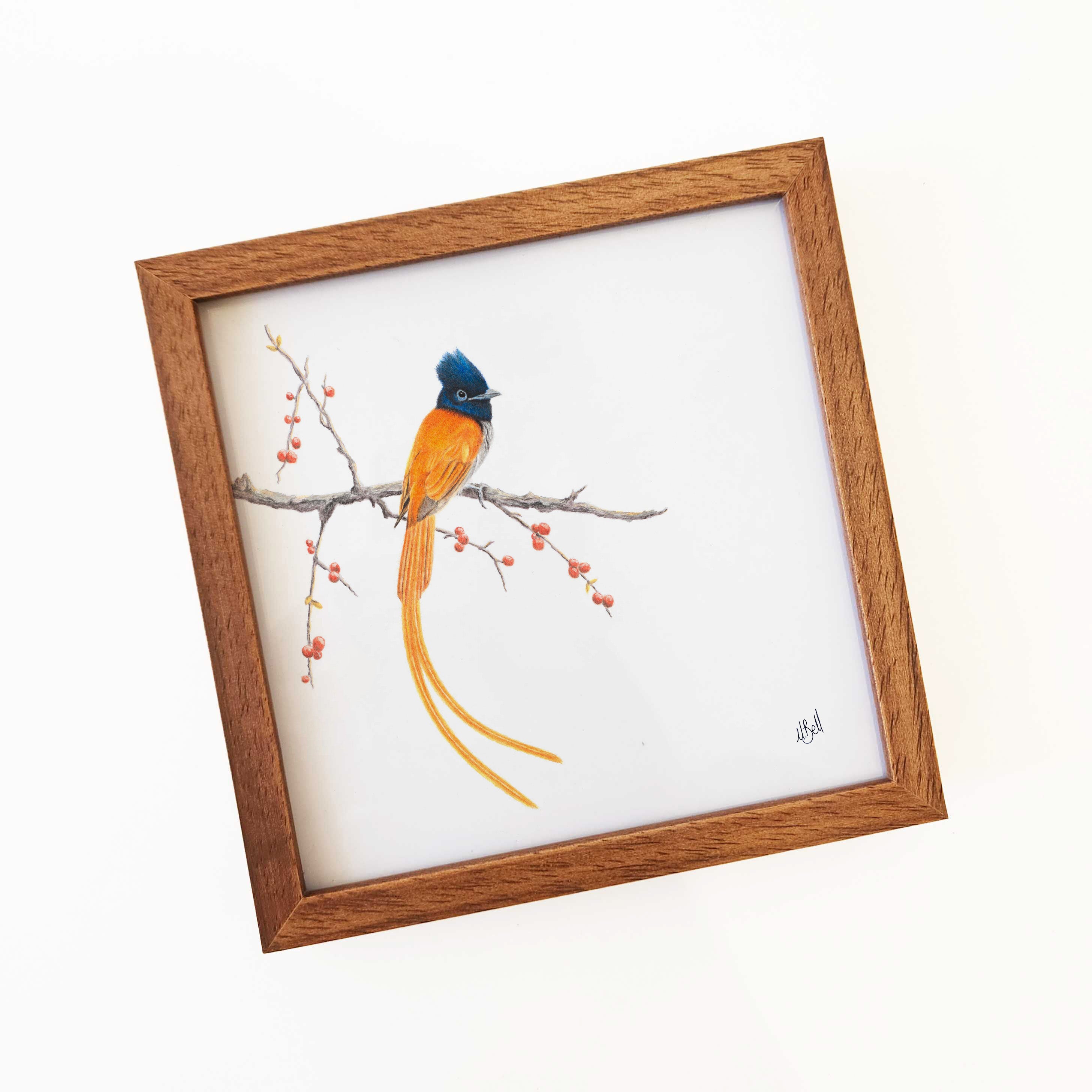 Kiaat wood framed miniature artwork of a African Paradise Flycatcher, part of wildlife artist Matthew Bell's birds of South Africa gallery