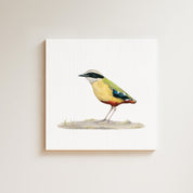 African Pitta drawing on canvas by South African wildlife artist Matthew Bell