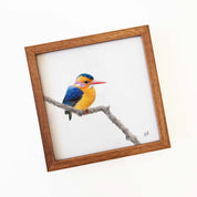 Kiaat wood framed miniature artwork of an African Pygmy Kingfisher, part of wildlife artist Matthew Bell's birds of South Africa gallery