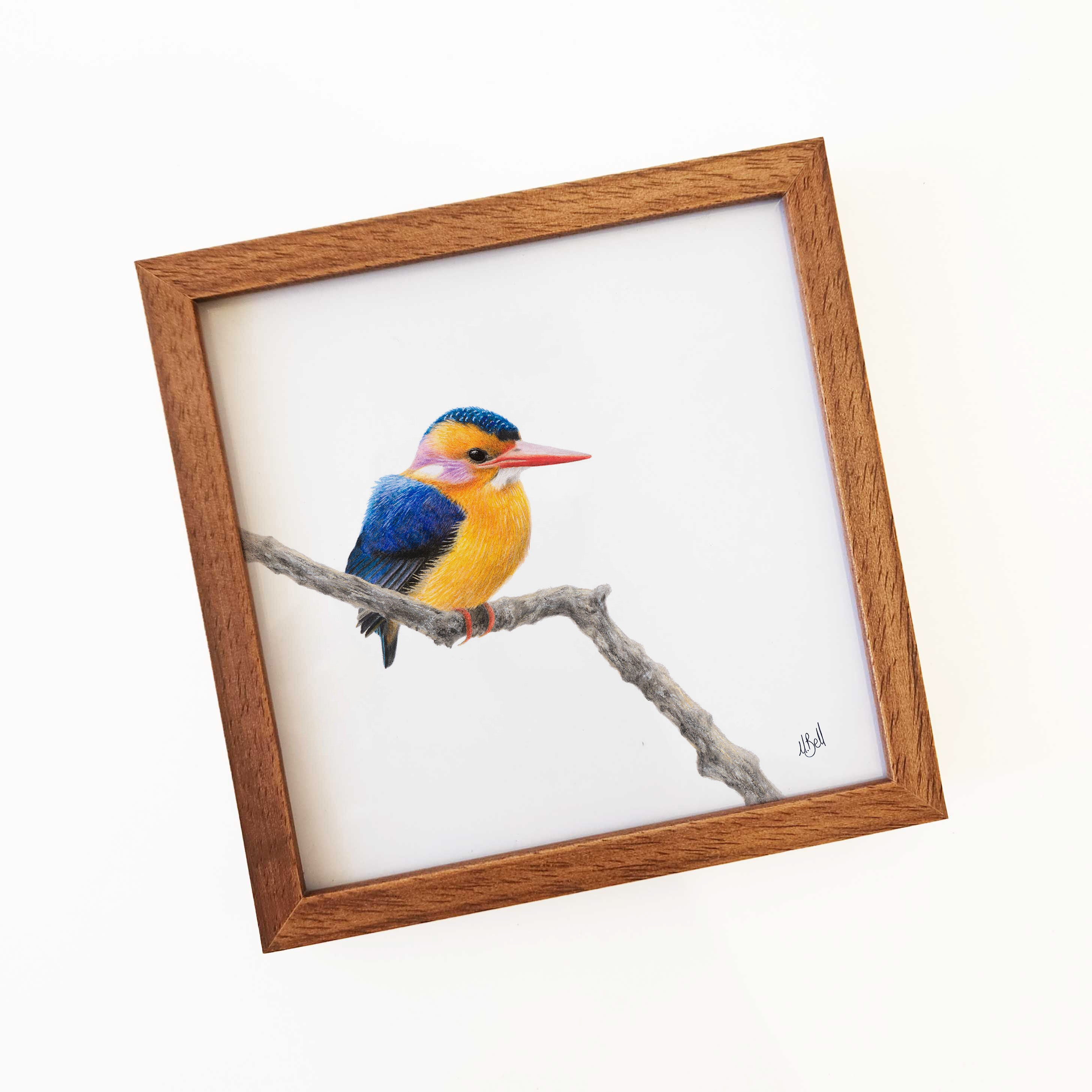 Kiaat wood framed miniature artwork of an African Pygmy Kingfisher, part of wildlife artist Matthew Bell's birds of South Africa gallery