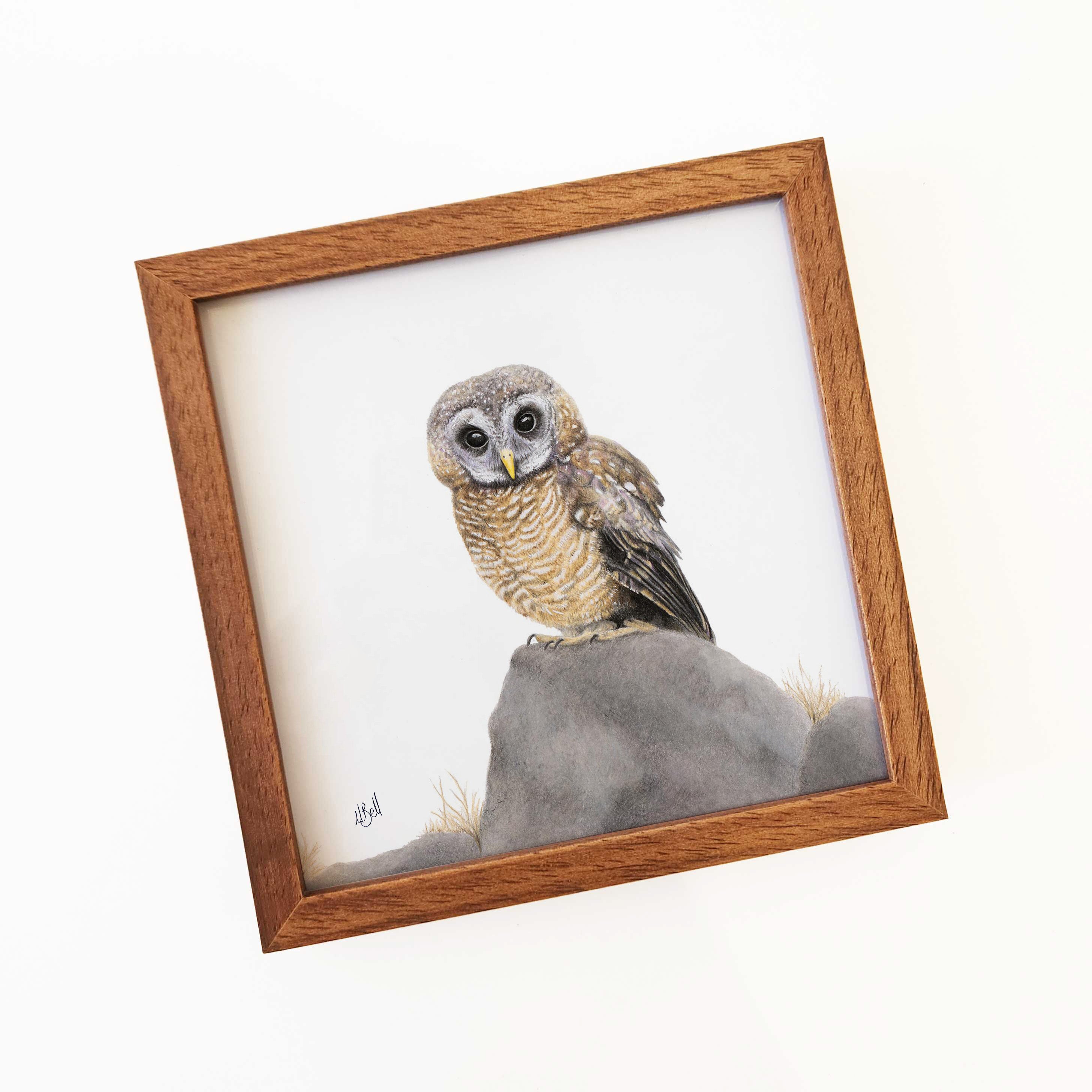 Kiaat wood framed miniature artwork of an African Wood Owl, part of wildlife artist Matthew Bell's birds of South Africa gallery