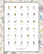 Bird poster of South African wildlife and birds on matt paper