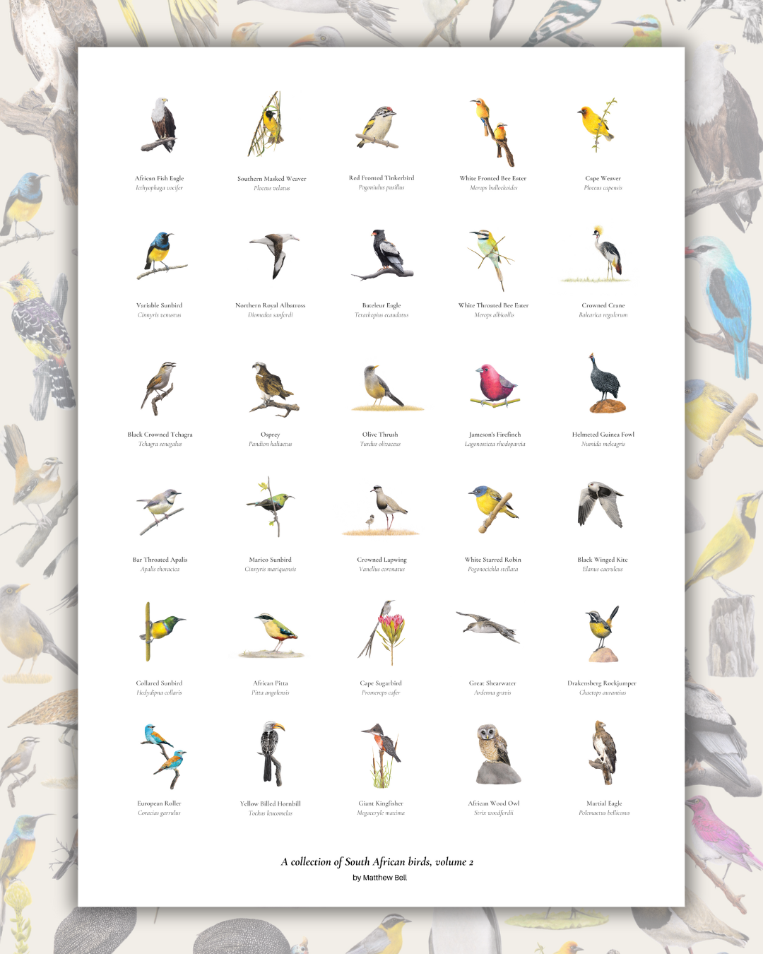 Bird poster of South African wildlife and birds on matt paper