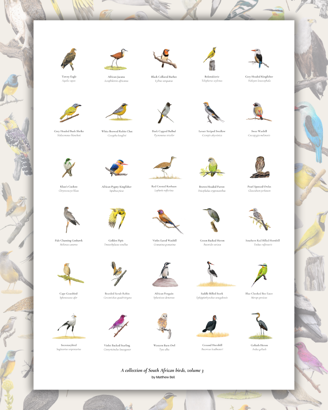 Bird poster of South African wildlife and birds on matt paper