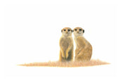 Stretched canvas print on a wooden frame by South African wildlife artist Matthew Bell of a Meerkat pair