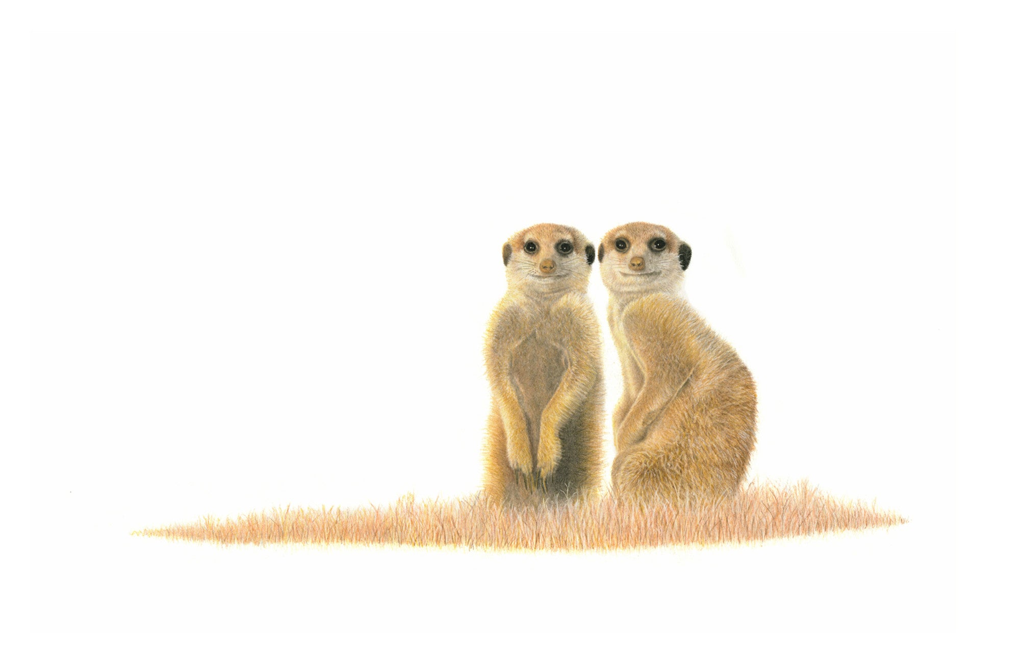 Stretched canvas print on a wooden frame by South African wildlife artist Matthew Bell of a Meerkat pair