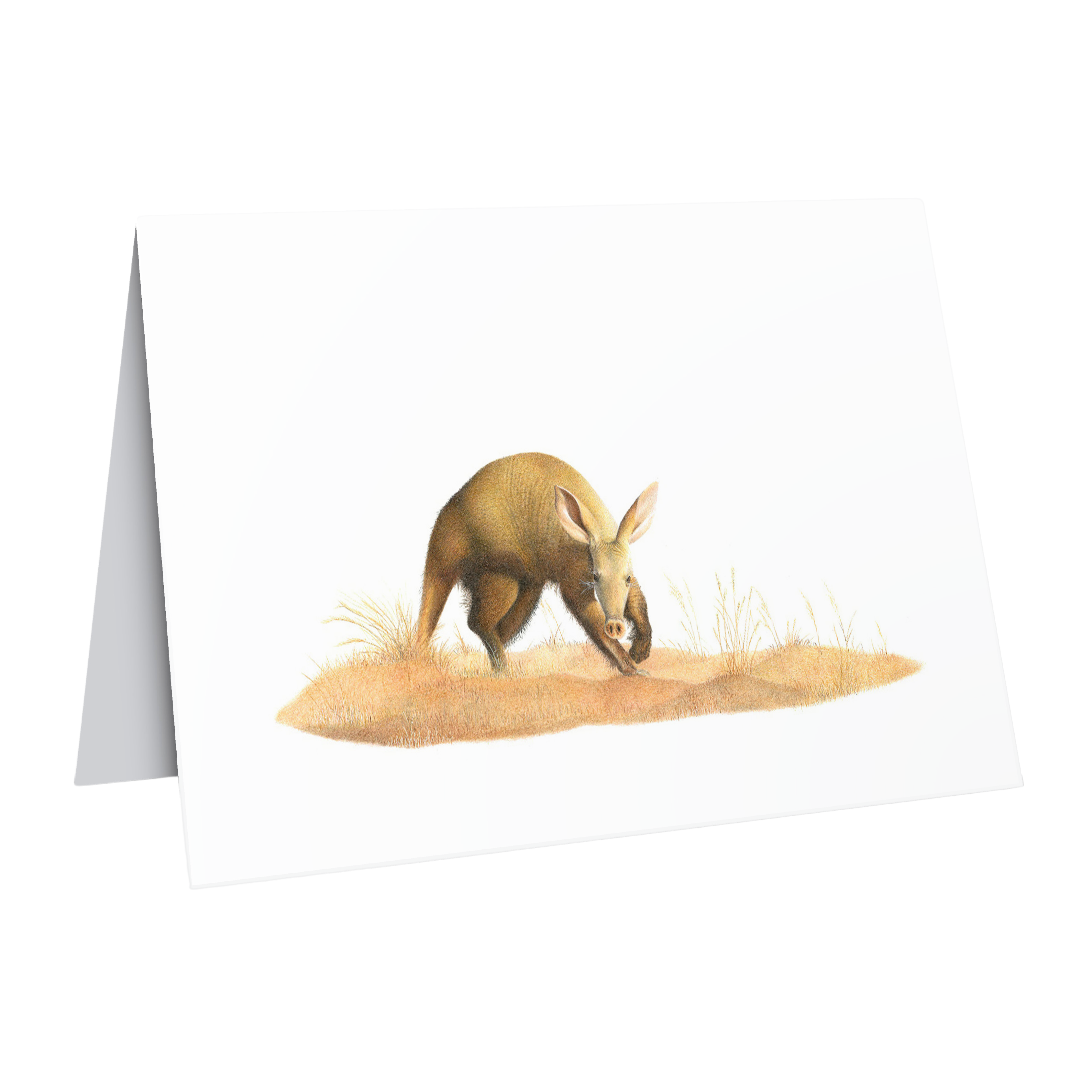 Aardvark wildlife art greeting card