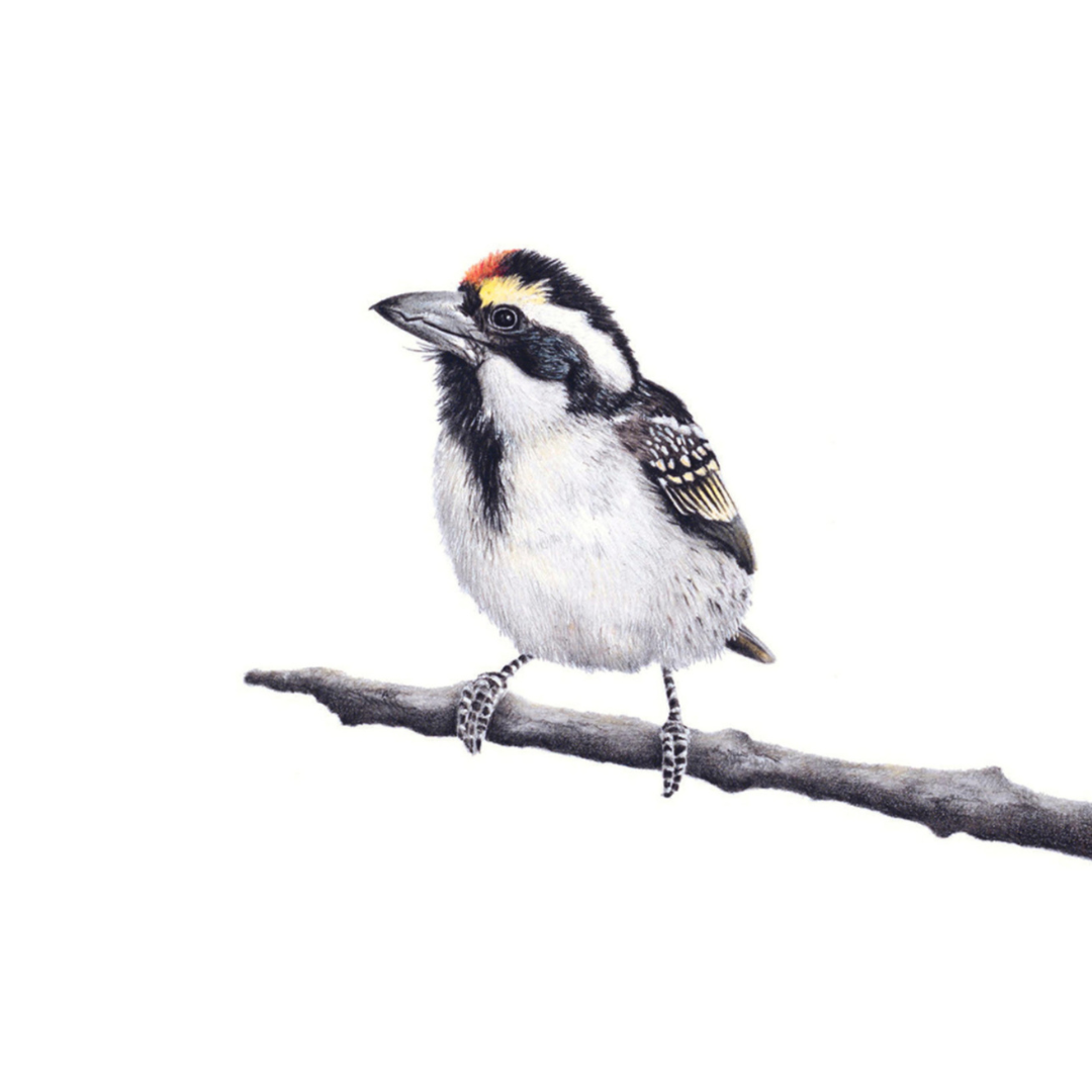 South African wildlife bird artwork by Cape Town artist Matthew Bell on canvas stretched onto a wooden frame of an Acacia Pied Barbet
