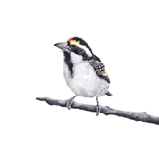 South African wildlife bird artwork by Cape Town artist Matthew Bell on canvas stretched onto a wooden frame of an Acacia Pied Barbet