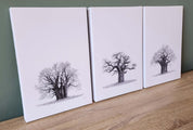African Baobab Trees canvas tryptic, wildlife art by Matthew Bell