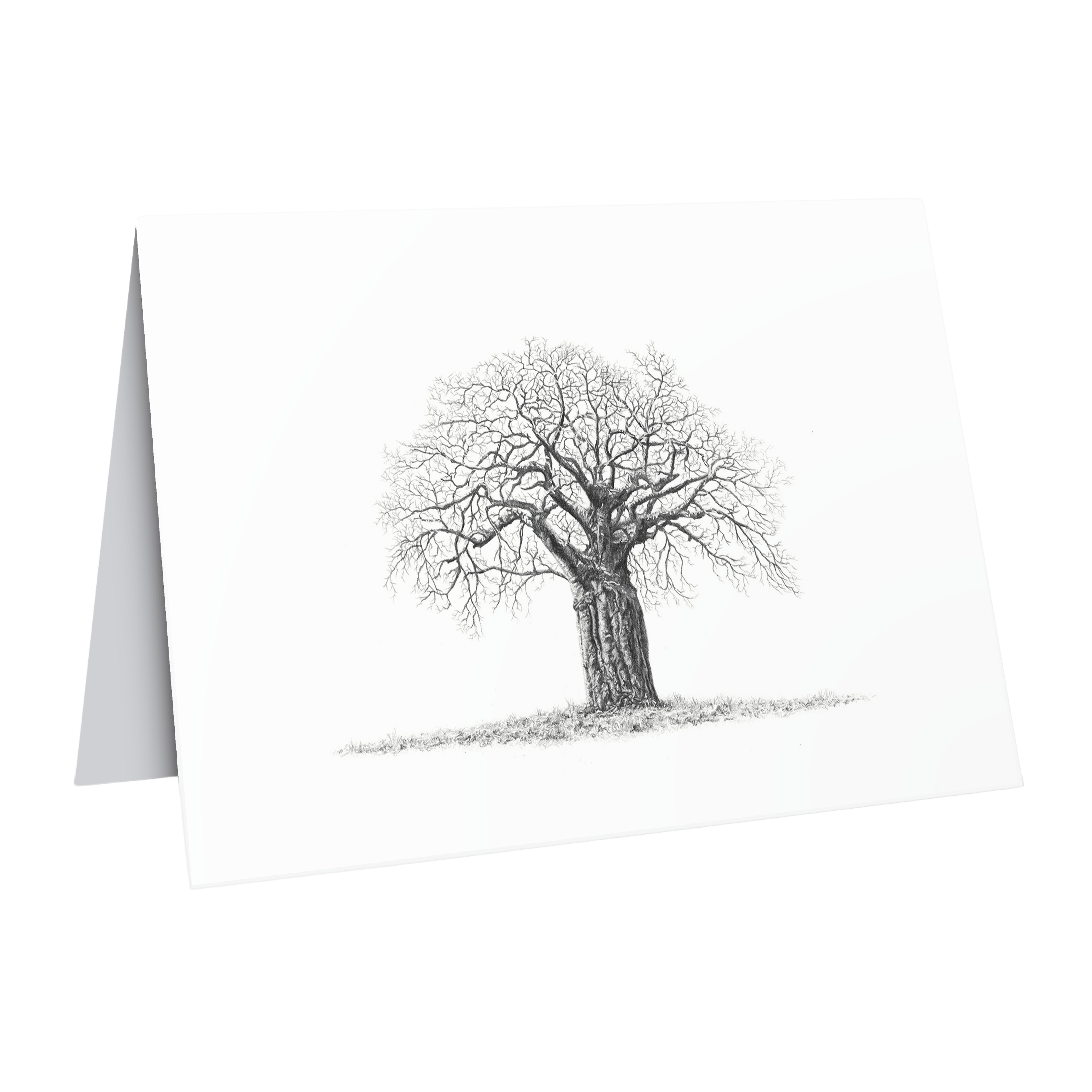 Gift card nature art baobab tree gift card