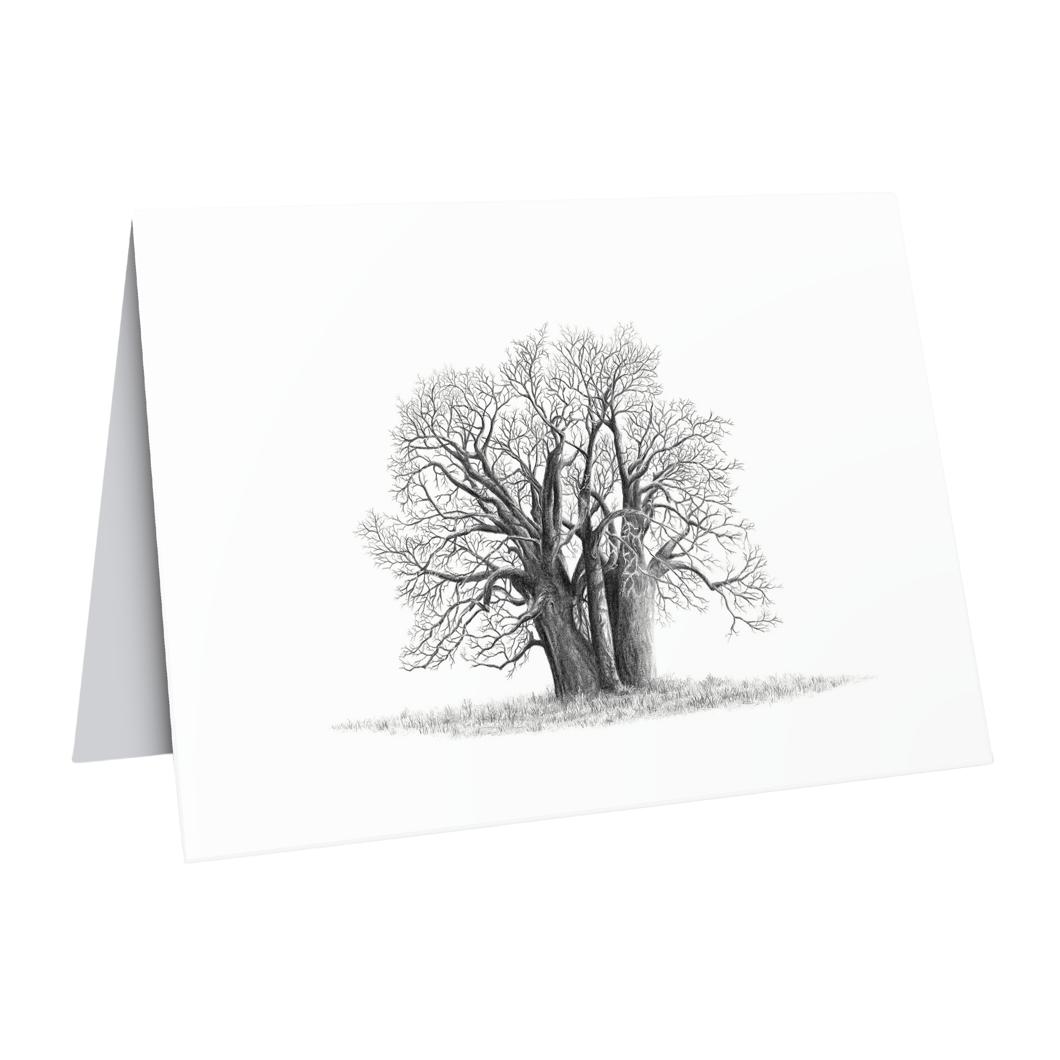 African Baobab Tree greeting card wildlife art by Matthew Bell