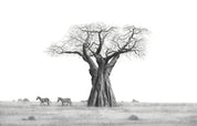 Baobab tree and zebras artwork on canvas