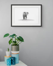 African Elephant Bull pencil drawing artwork by Cape Town based wildlife artist Matthew Bell