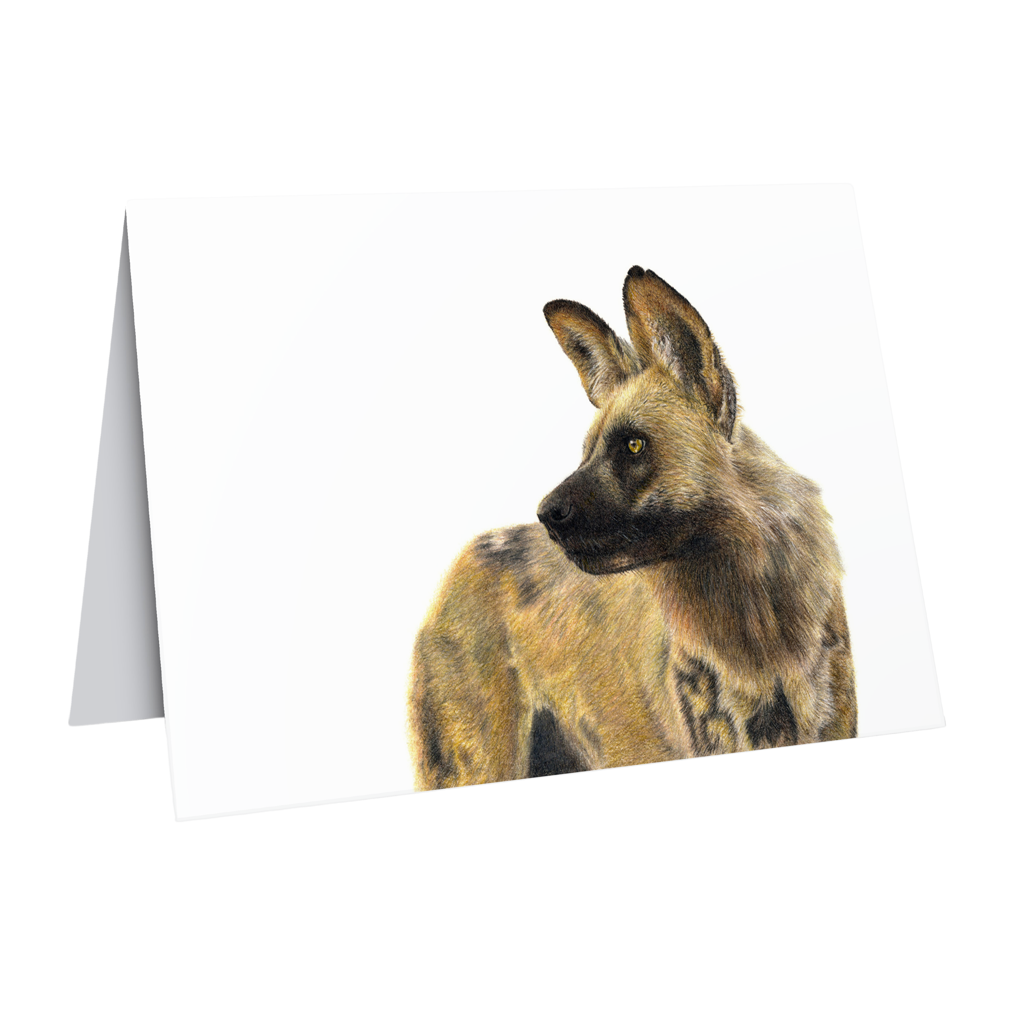 African Wild Dog Greeting card by wildlife artist Matthew Bell