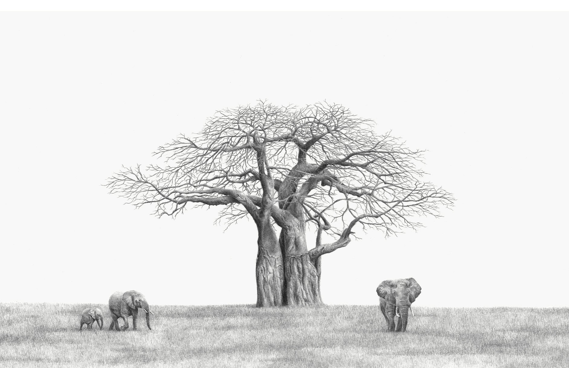Baobab tree and elephants on canvas