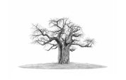 African Baobab Tree framed artwork