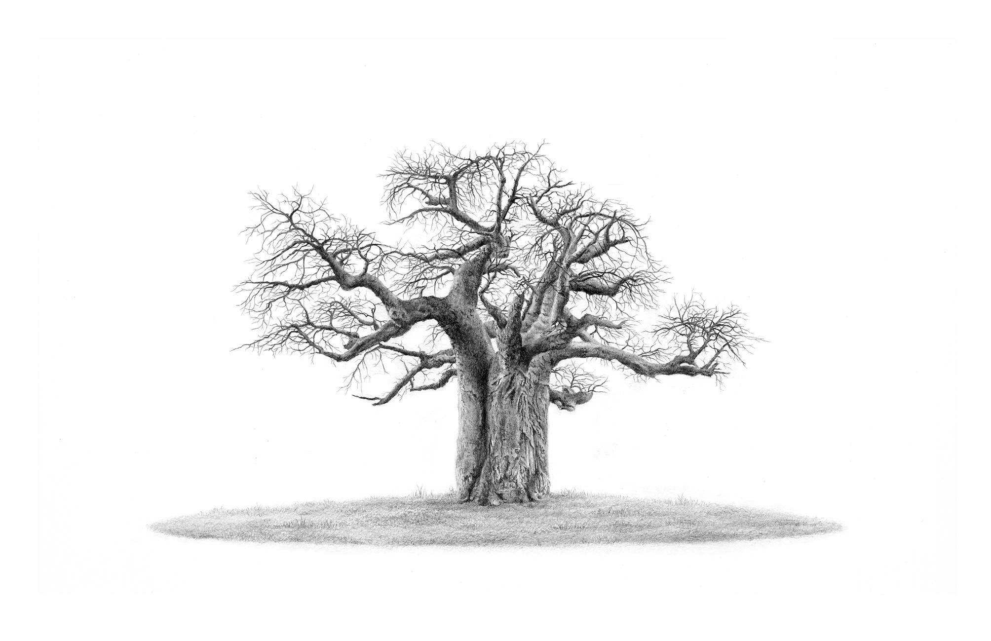 African Baobab Tree panorama artwork
