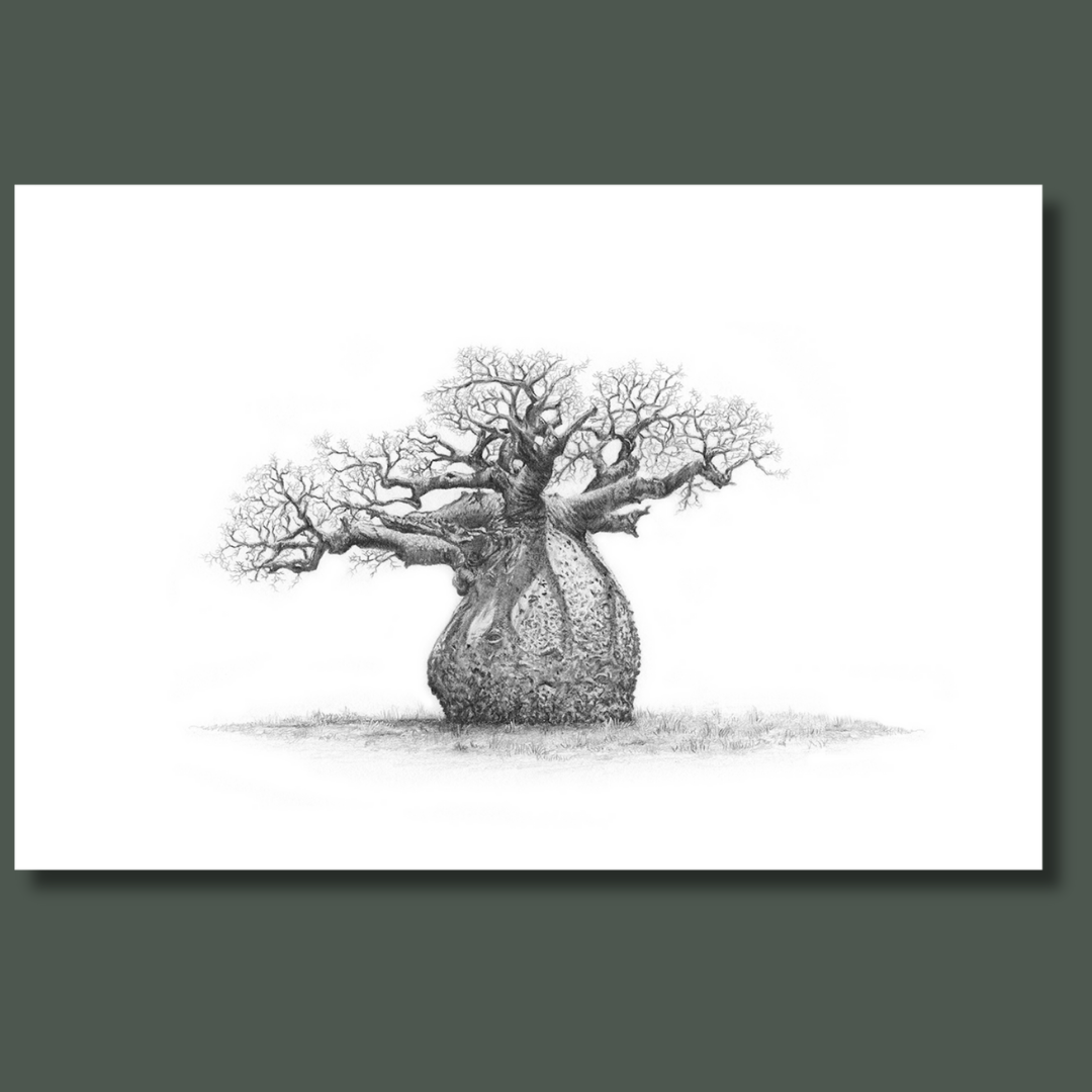 African Baobab Tree (BAO4) on Canvas – Matthew Bell Wildlife Art