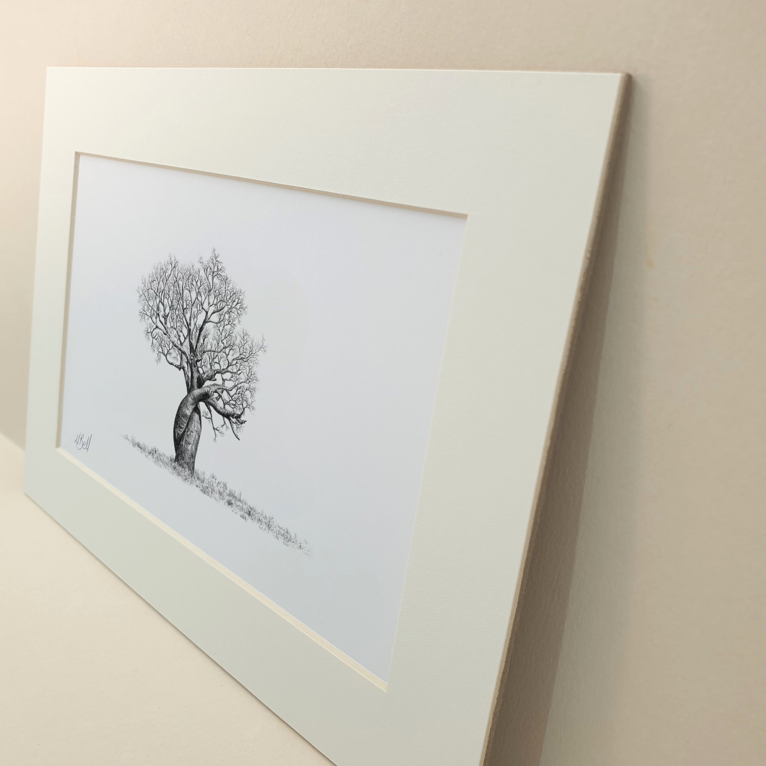 African Baobab tree with two twisted trunks pencil drawing print