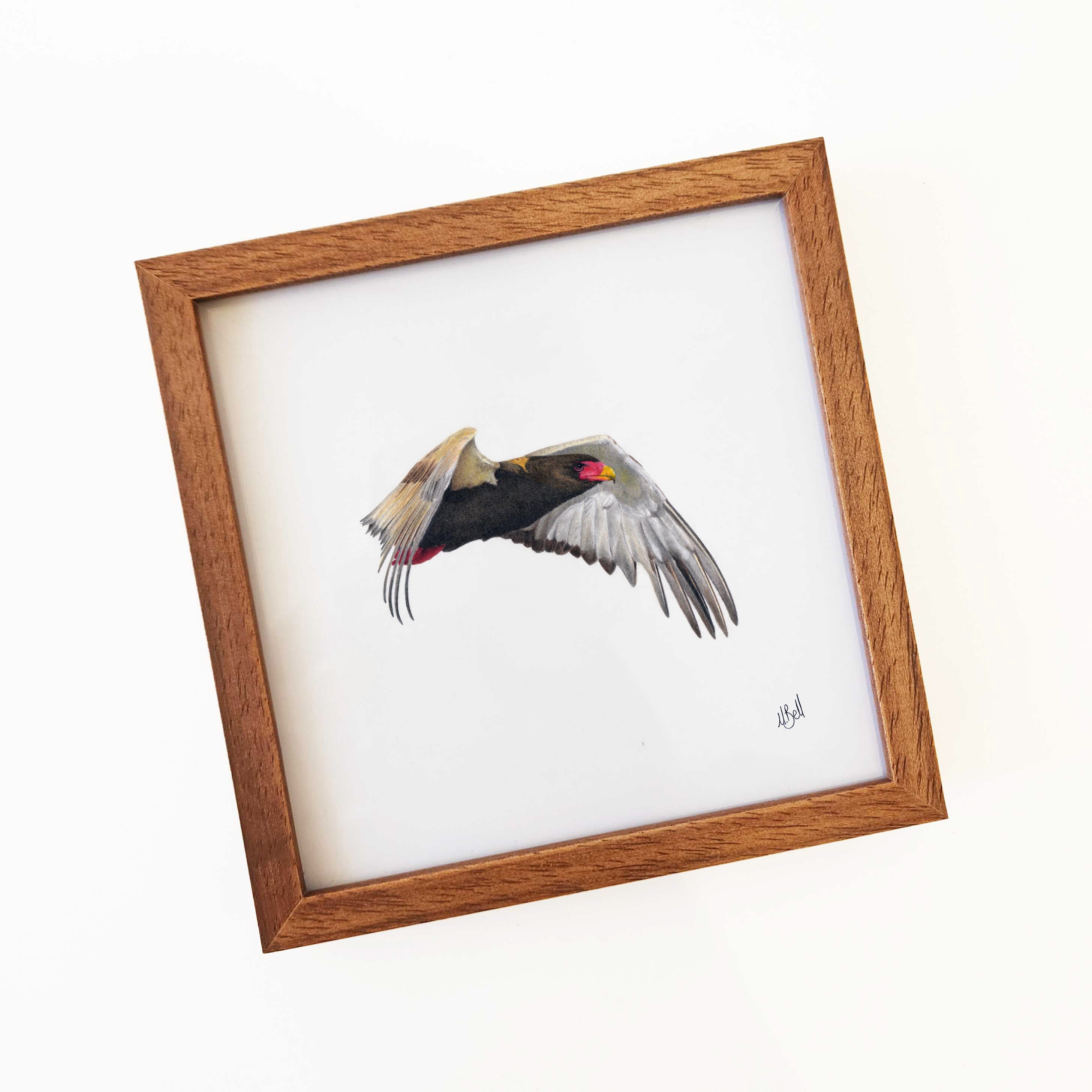 Kiaat wood framed miniature artwork of a Bateleur Eagle, part of wildlife artist Matthew Bell's birds of South Africa gallery