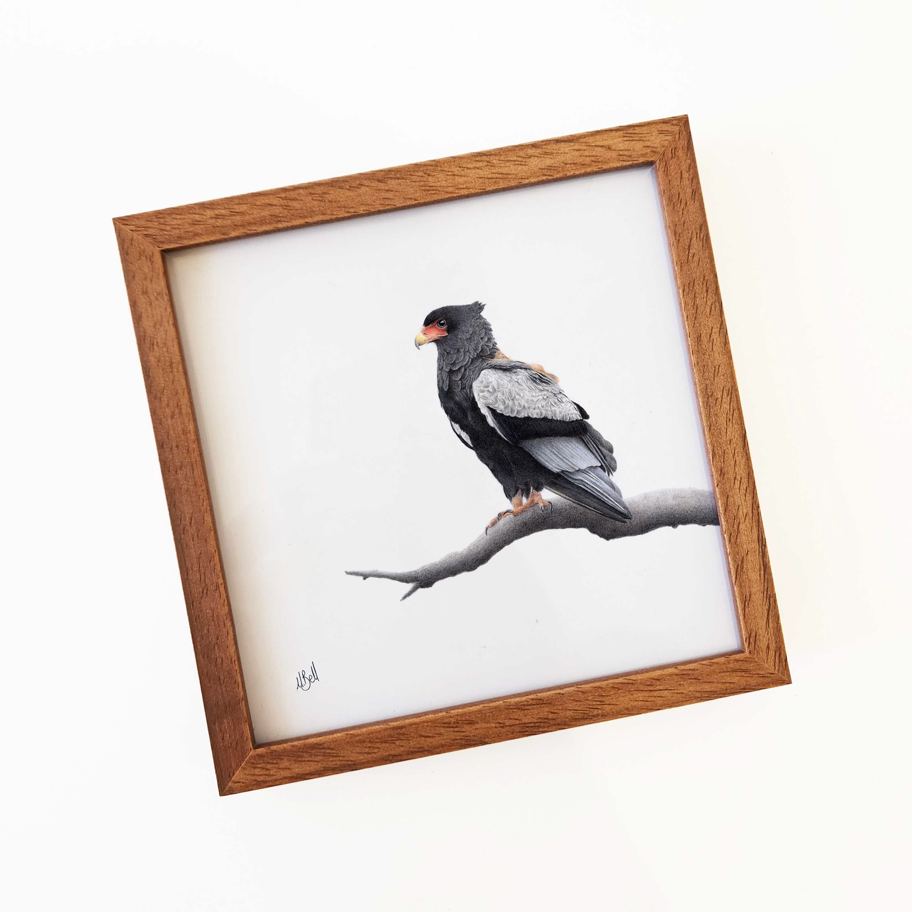 Kiaat wood framed miniature artwork of a Bateleur Eagle, part of wildlife artist Matthew Bell's birds of South Africa gallery