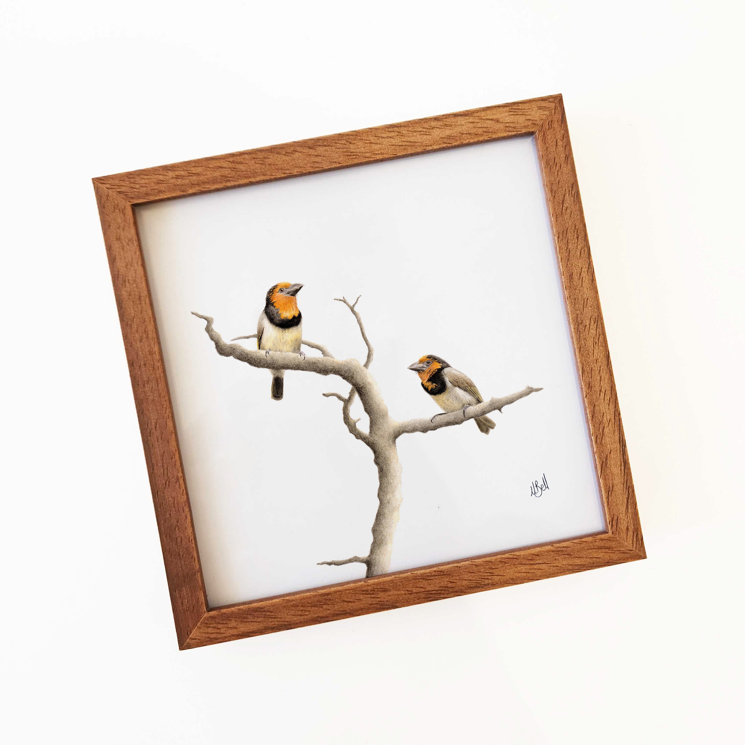 Kiaat wood framed miniature artwork of a Black Collared Barbets, part of wildlife artist Matthew Bell's birds of South Africa gallery