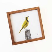 Kiaat wood framed miniature artwork of a Bokmakierie, part of wildlife artist Matthew Bell's birds of South Africa gallery