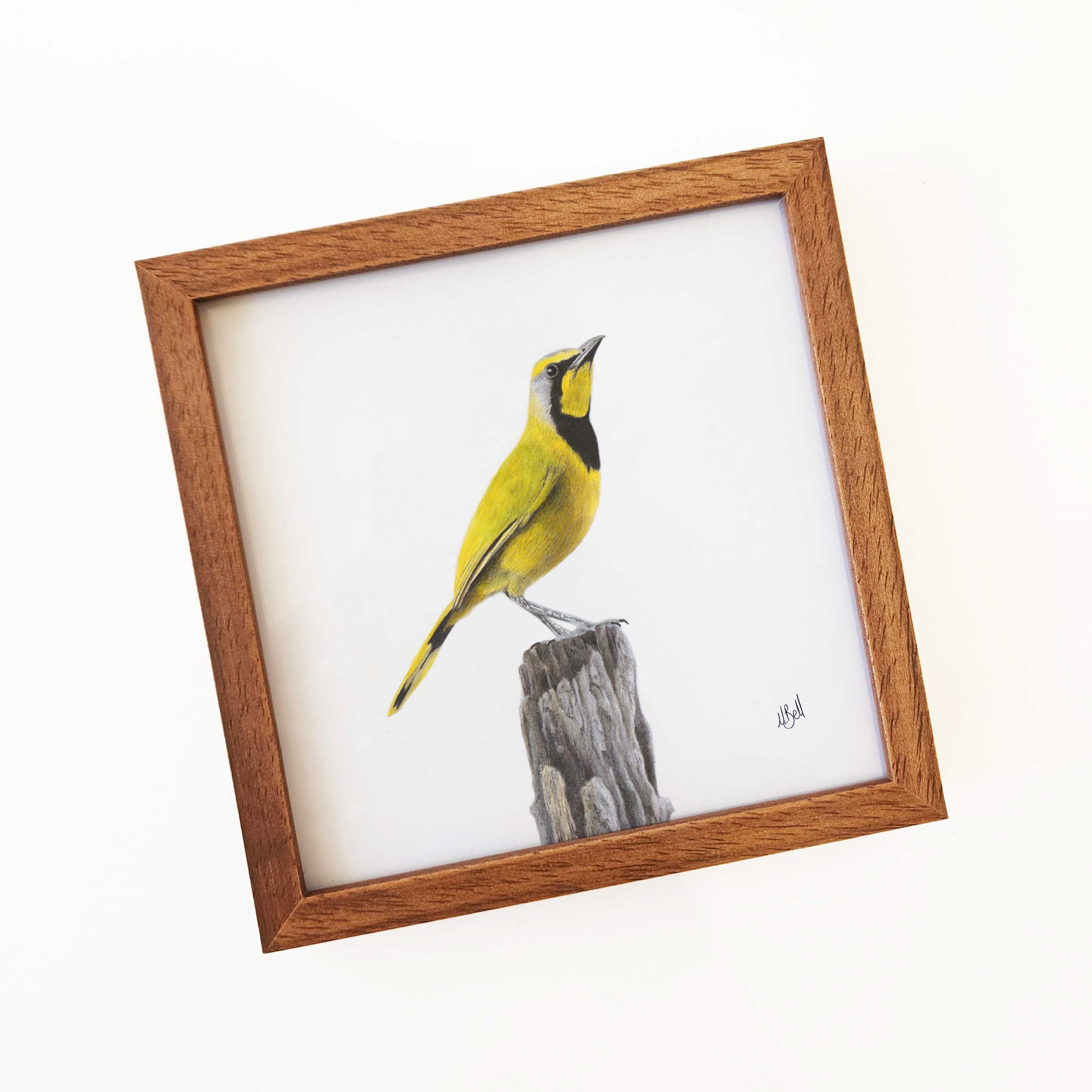 Kiaat wood framed miniature artwork of a Bokmakierie, part of wildlife artist Matthew Bell's birds of South Africa gallery
