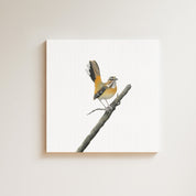 Bearded Scrub Robin drawing on canvas by South African wildlife artist Matthew Bell
