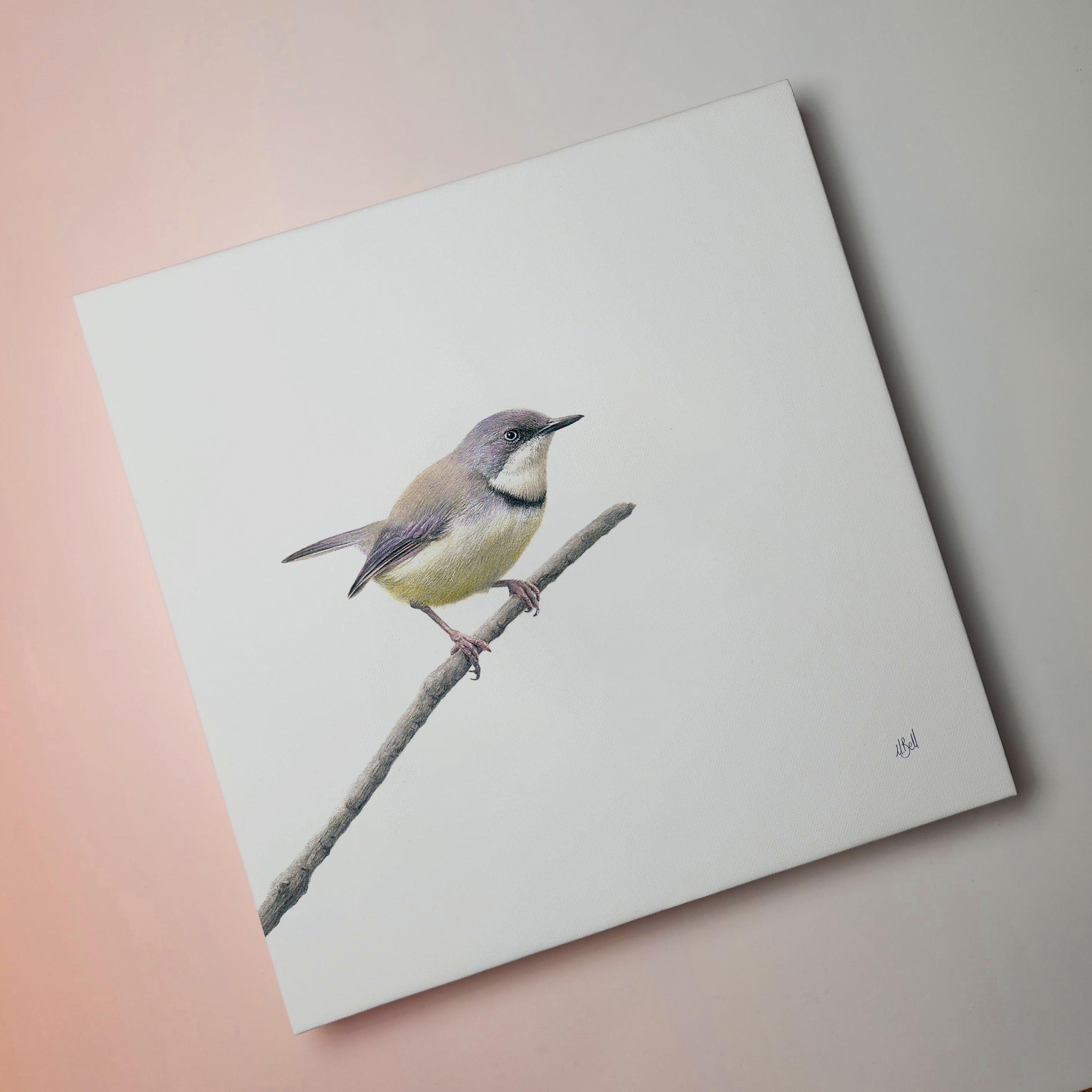 South African bird artwork on canvas, stretched on wooden frame by wildlife artist Matthew Bell of a Bar Throated Apalis