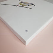 South African bird artwork on canvas, stretched on wooden frame by wildlife artist Matthew Bell of a Bar Throated Apalis