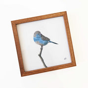Kiaat wood framed miniature artwork of a Blue Waxbill, part of wildlife artist Matthew Bell's birds of South Africa gallery