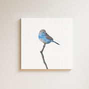 Blue Waxbill drawing on canvas by South African wildlife artist Matthew Bell