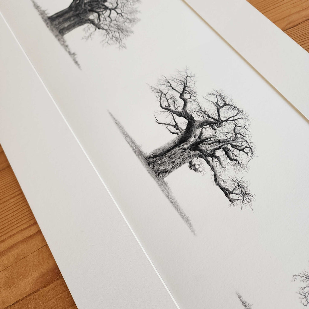 Panorama of five African Baobab trees on a large art poster