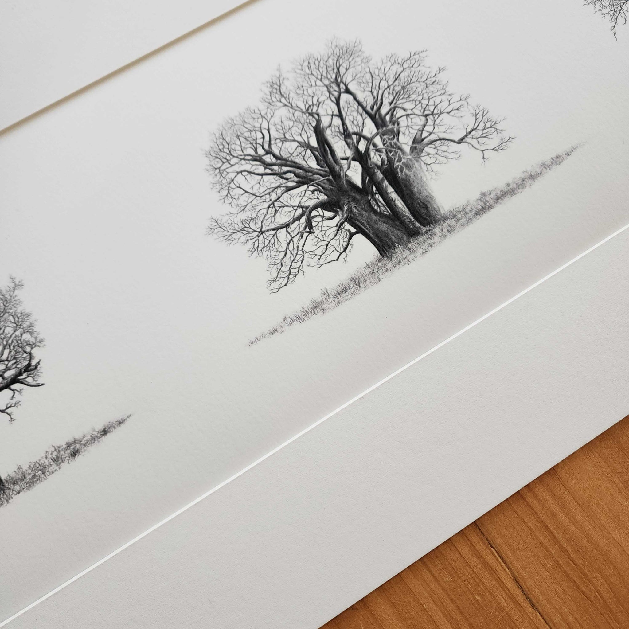 Panorama of five African Baobab trees on a large art poster