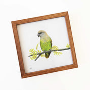 Brown Headed Parrot artwork with a wooden frame by wildlife artist Matthew Bell