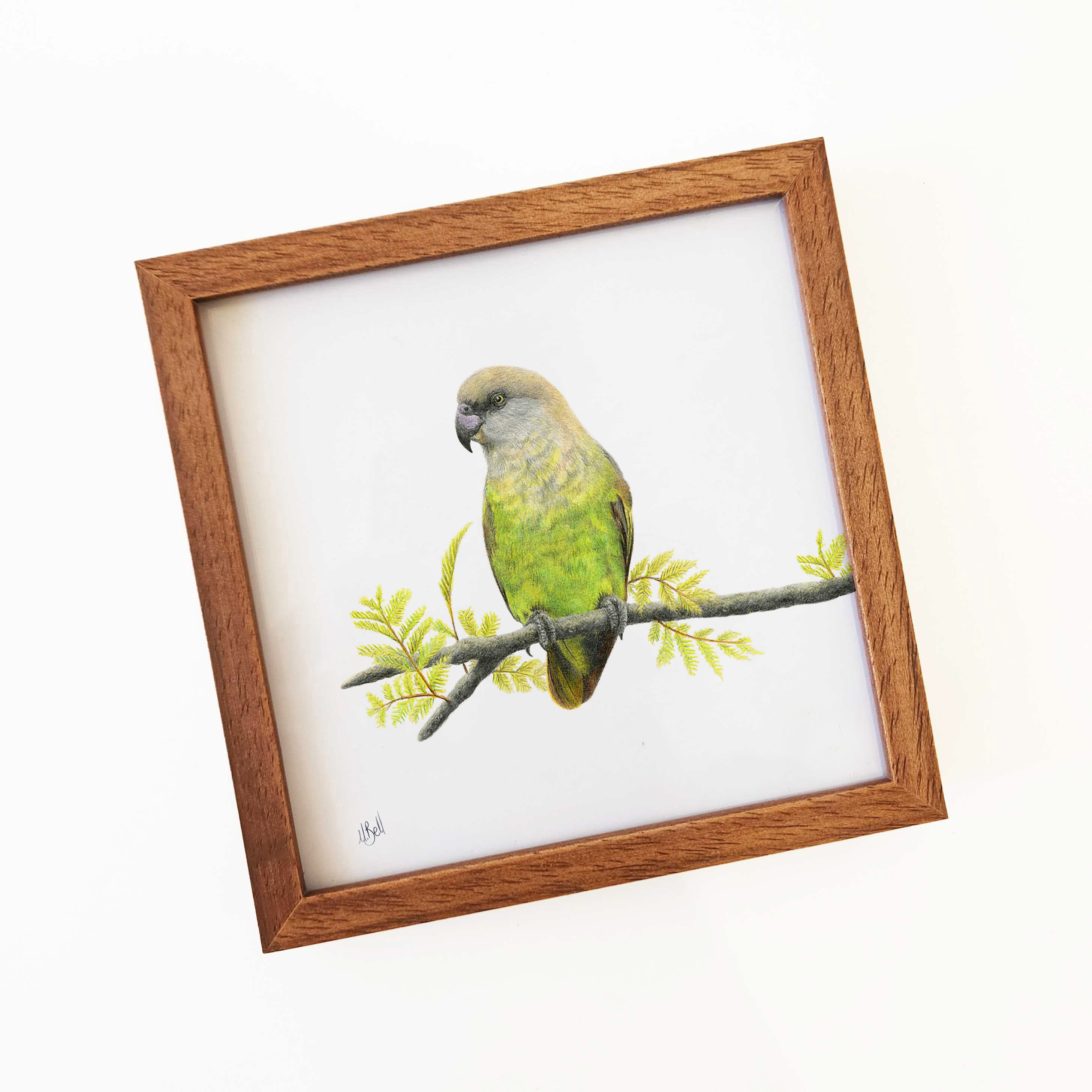 Brown Headed Parrot artwork with a wooden frame by wildlife artist Matthew Bell