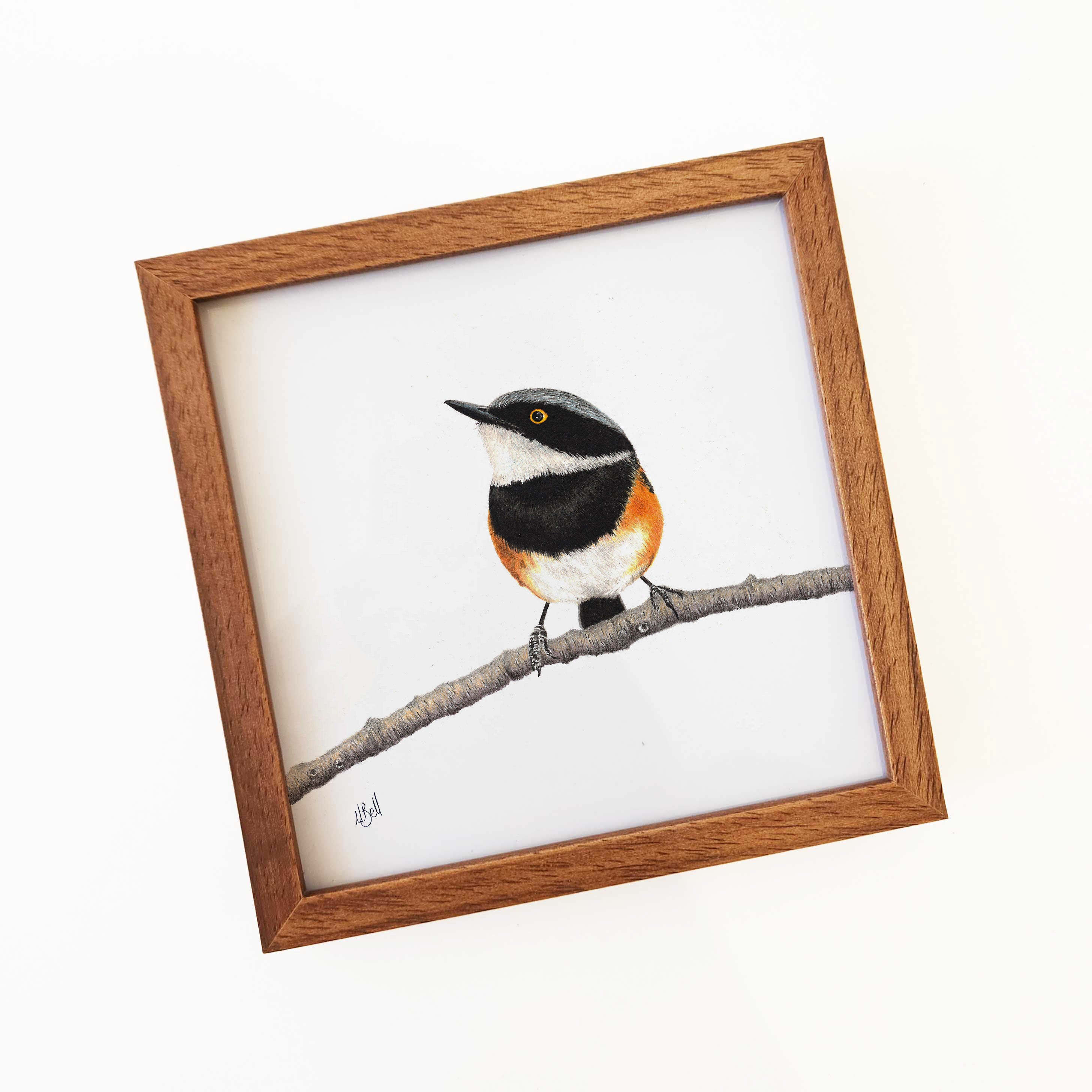 Kiaat wood framed miniature artwork of a Cape Batis, part of wildlife artist Matthew Bell's birds of South Africa gallery