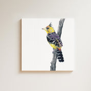 Crested Barbet drawing on canvas by South African wildlife artist Matthew Bell