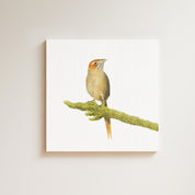 Cape Grassbird drawing on canvas by South African wildlife artist Matthew Bell