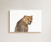 Cheetah drawing on canvas by South African wildlife artist Matthew Bell
