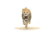 Cheetah cub running in the Kruger National Park wildlife pencil artwork